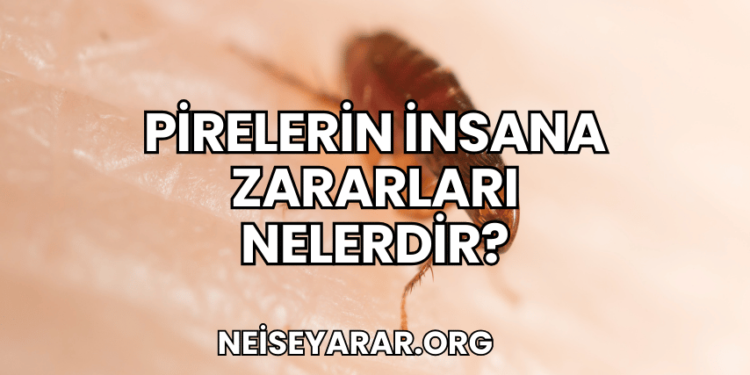Pirelerin İnsana Zararları Nelerdir?