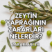 Zeytin Yaprağının Zararları Nelerdir?