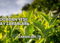 Doğadan Yeşil Çay Zararları