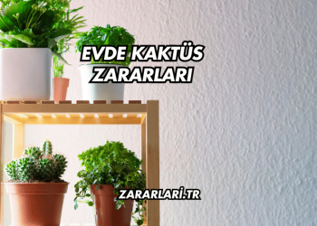 Evde Kaktüs Zararları