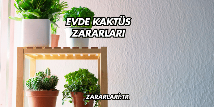 Evde Kaktüs Zararları