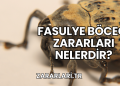 Fasulye Böceği Zararları Nelerdir?