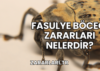 Fasulye Böceği Zararları Nelerdir?
