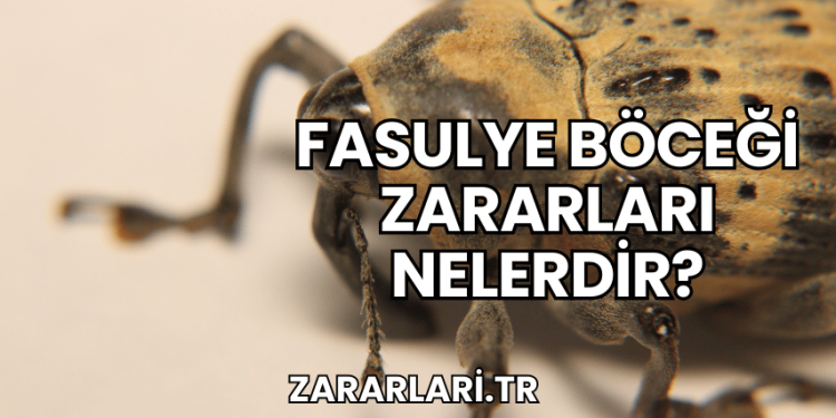 Fasulye Böceği Zararları Nelerdir?