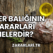 Fener Balığının Zararları Nelerdir?