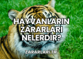 Hayvanların Zararları Nelerdir?