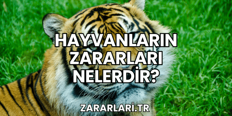 Hayvanların Zararları Nelerdir?