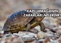 Kaplumbağanın Zararları Nelerdir?