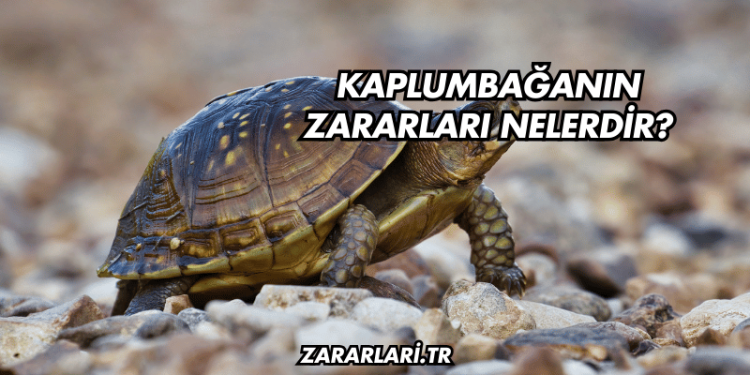 Kaplumbağanın Zararları Nelerdir?