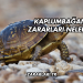 Kaplumbağanın Zararları Nelerdir?