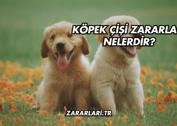 Köpek Çişi Zararları Nelerdir?
