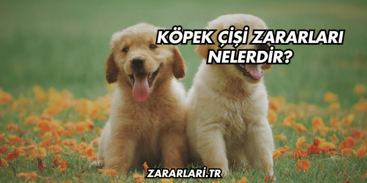 Köpek Çişi Zararları Nelerdir?
