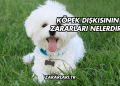 Köpek Dışkısının Zararları Nelerdir?