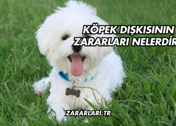 Köpek Dışkısının Zararları Nelerdir?