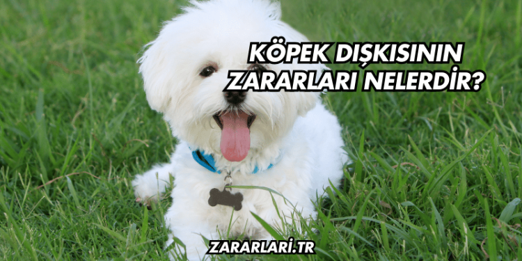 Köpek Dışkısının Zararları Nelerdir?
