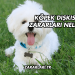 Köpek Dışkısının Zararları Nelerdir?