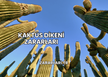 Kaktüs Dikeni Zararları