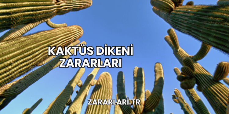 Kaktüs Dikeni Zararları
