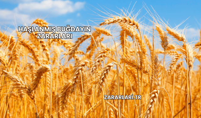 Haşlanmış Buğdayın Zararları