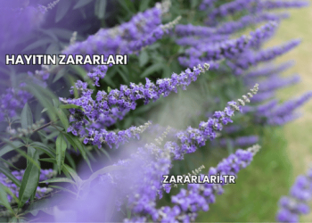 Hayıtın Zararları