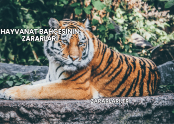 Hayvanat Bahçesinin Zararları