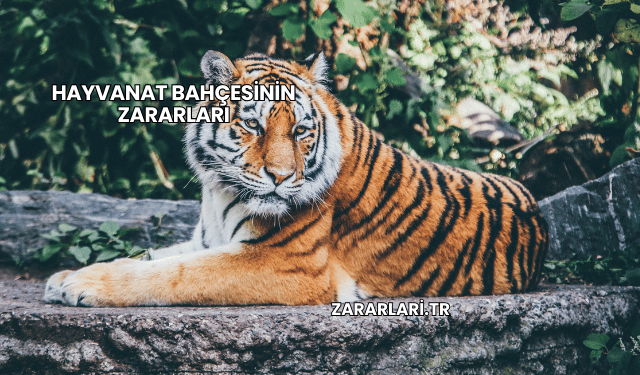 Hayvanat Bahçesinin Zararları