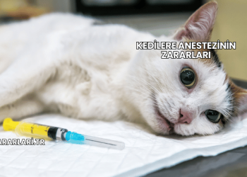 Kedilere Anestezinin Zararları