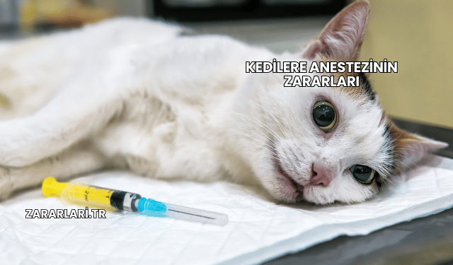 Kedilere Anestezinin Zararları
