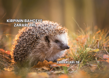 Kirpinin Bahçeye Zararları