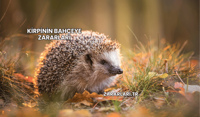 Kirpinin Bahçeye Zararları
