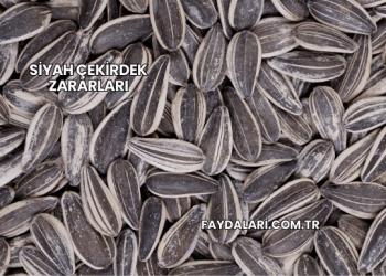 Siyah Çekirdek Zararları