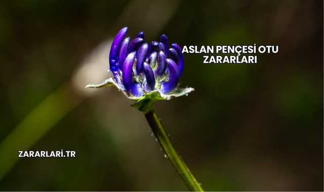 Aslan Pençesi Otu Zararları
