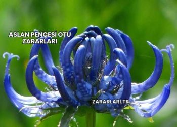 Aslan Pençesi Otu Zararları