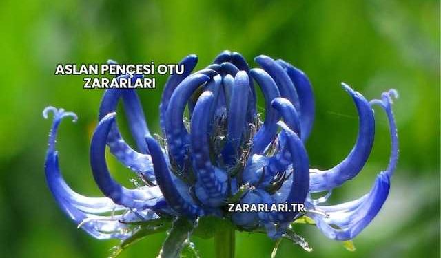 Aslan Pençesi Otu Zararları