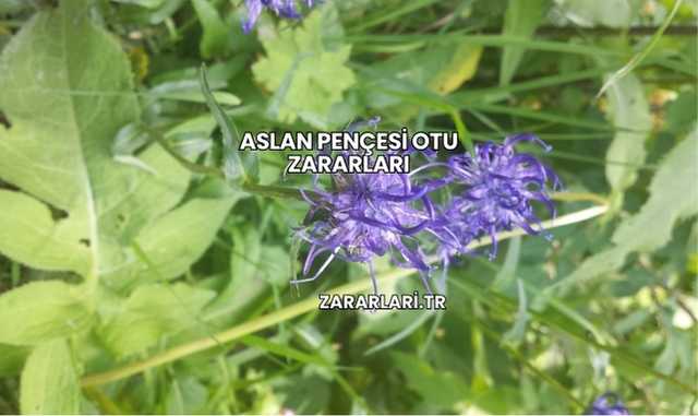 Aslan Pençesi Otu Zararları