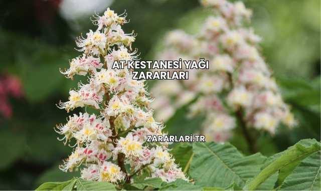 At Kestanesi Yağı Zararları