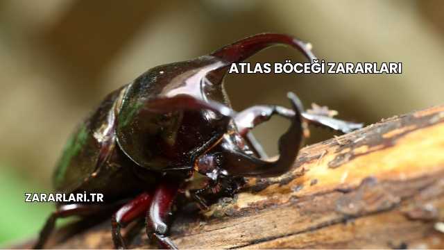 Atlas Böceği Zararları