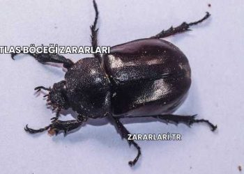 Atlas Böceği Zararları