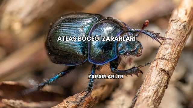 Atlas Böceği Zararları