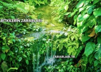 Bitkilerin Zararları