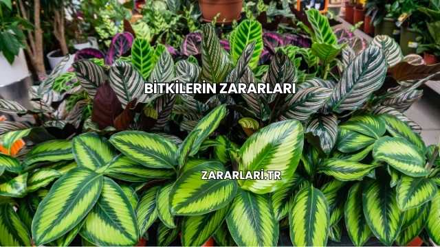 Bitkilerin Zararları