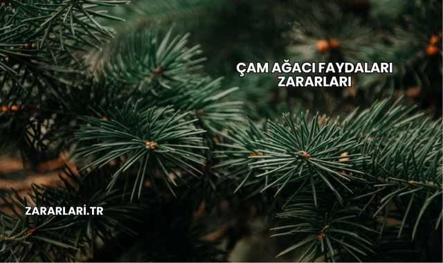 Çam Ağacı Faydaları Zararları