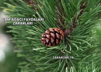 Çam Ağacı Faydaları Zararları