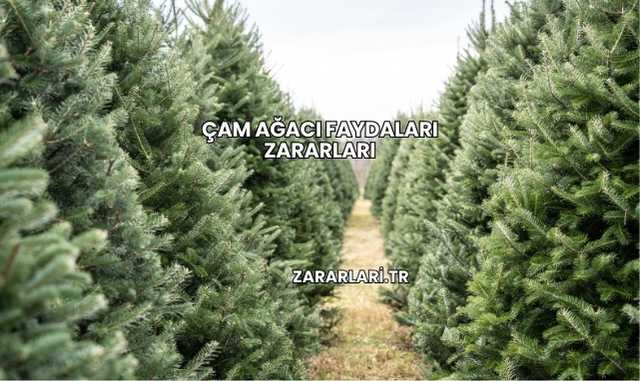 Çam Ağacı Faydaları Zararları