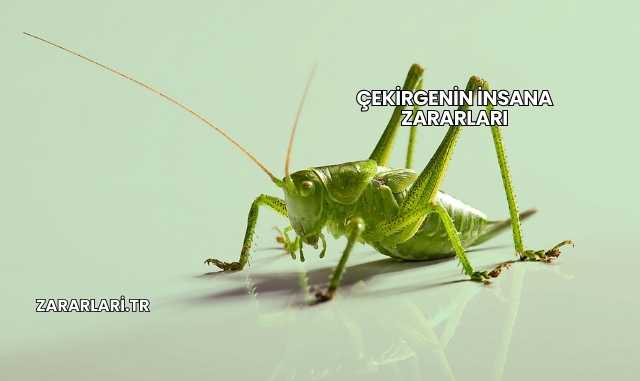 Çekirgenin İnsana Zararları