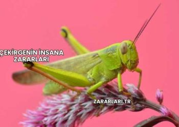 Çekirgenin İnsana Zararları