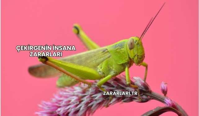 Çekirgenin İnsana Zararları
