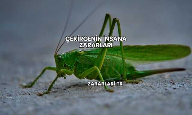 Çekirgenin İnsana Zararları