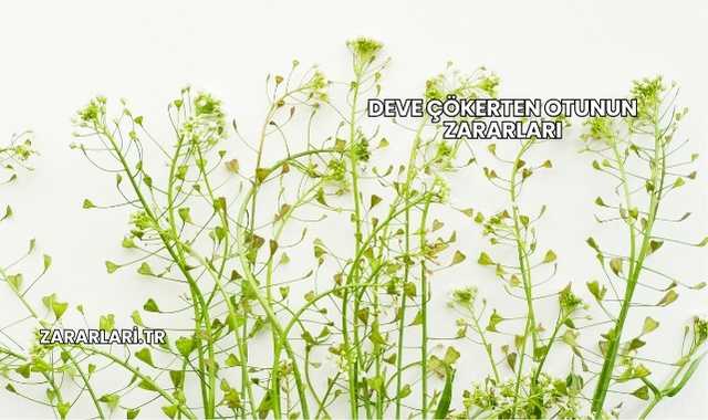 Deve Çökerten Otunun Zararları