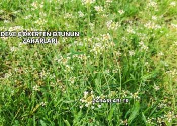 Deve Çökerten Otunun Zararları